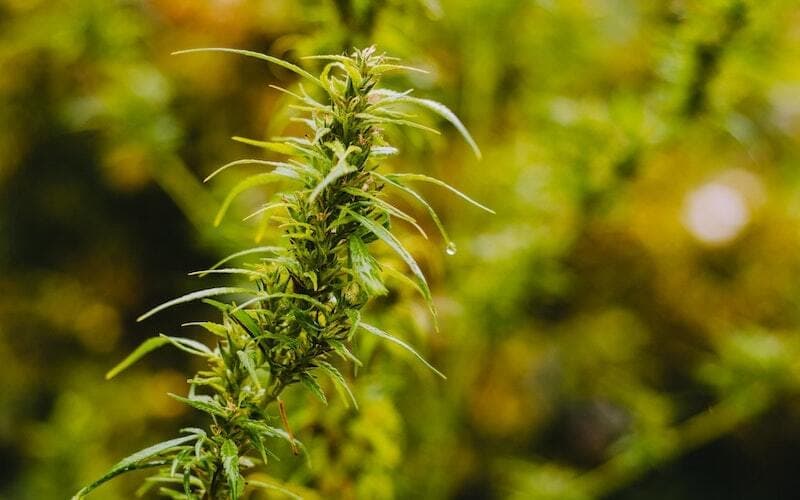 Black Truffle Strain Top Shelf at Bud Cargo – Enjoy Elite BC Craft Cannabis
