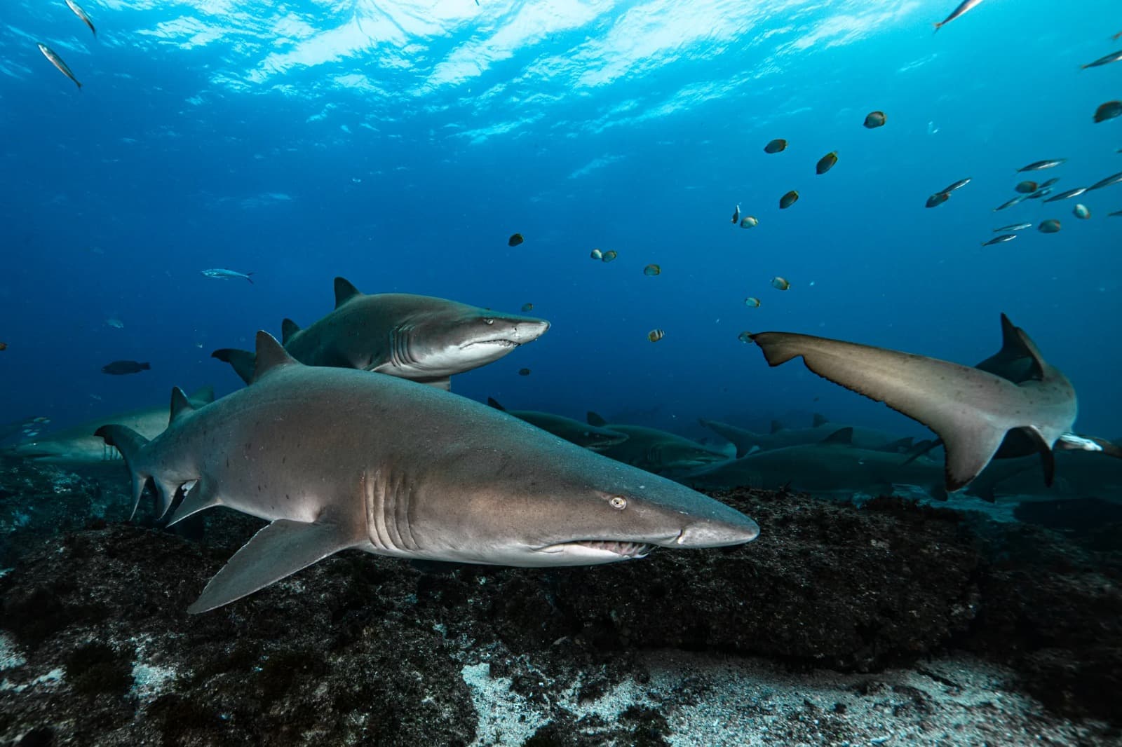 Scenic &amp; Safe Scuba Diving Northern Ireland Locations