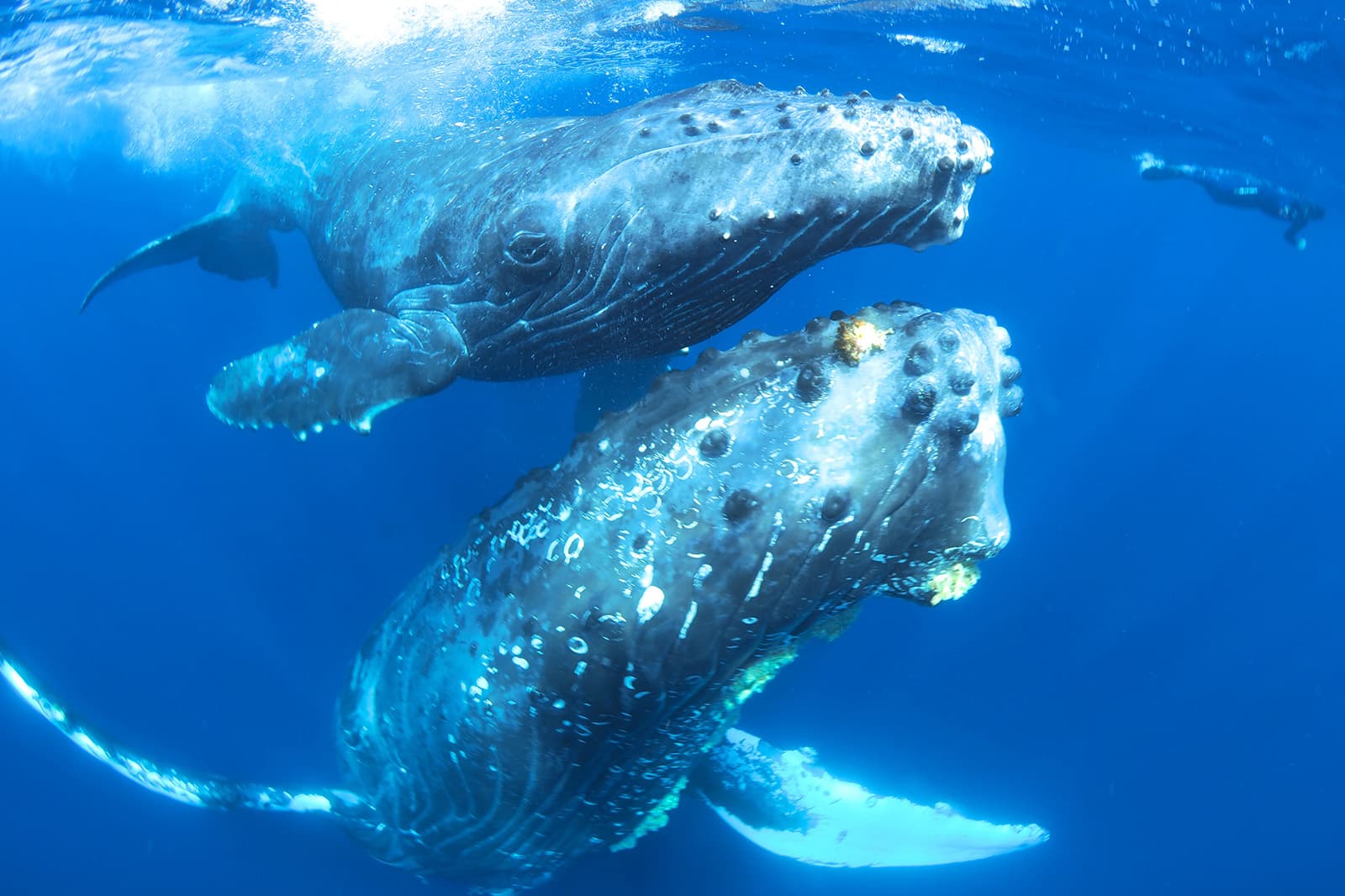 Whales as Legal Beings: A-LAW with marianthi baklava Changing the Future