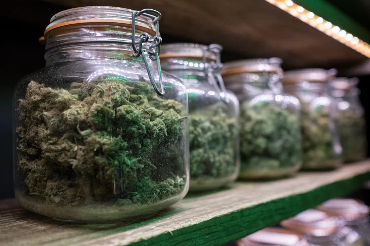 Finding quality and comfort at a Weed Club Madrid