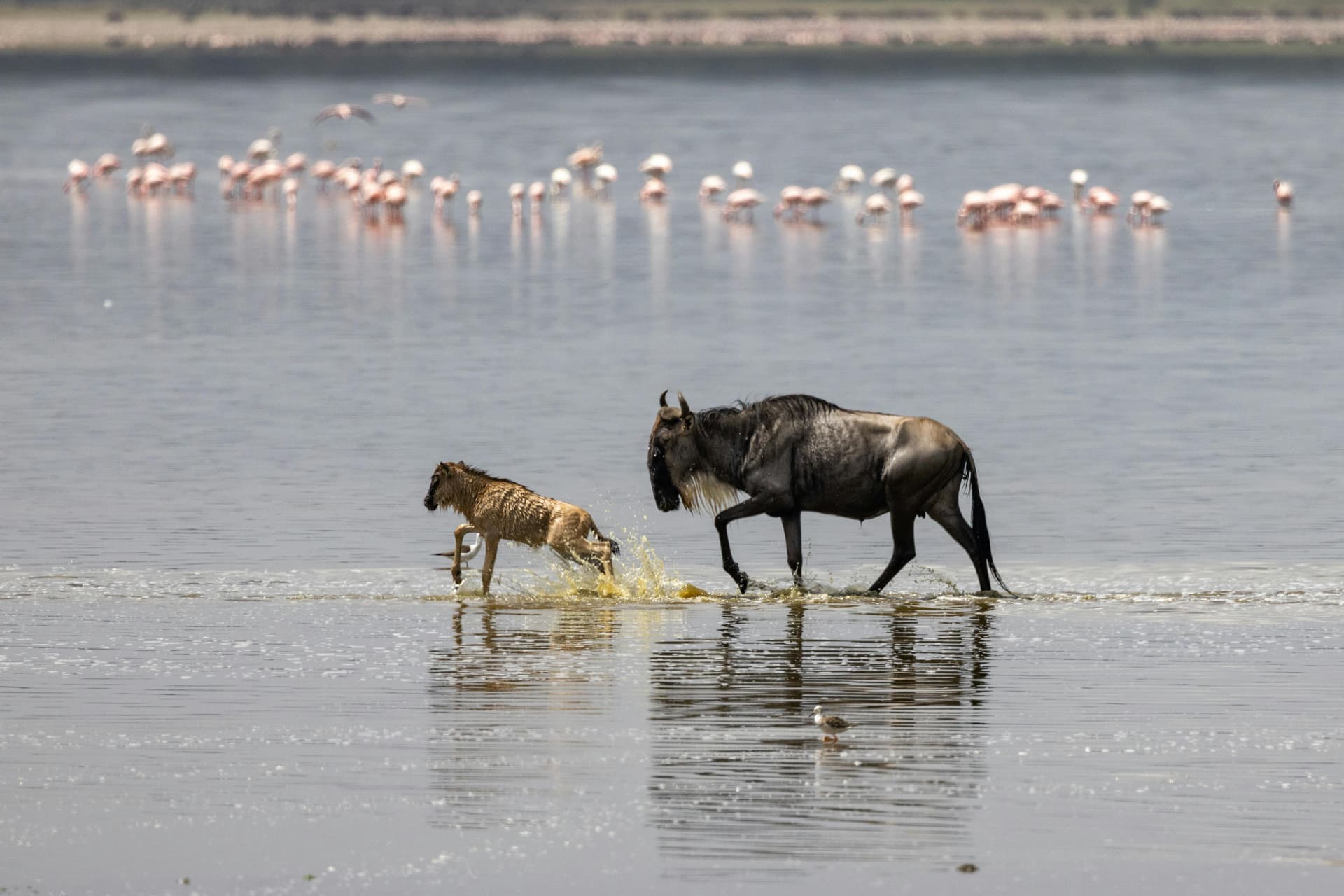 Tanzania Safari: Maasai Villages, Craters &amp; Wildlife Encounters