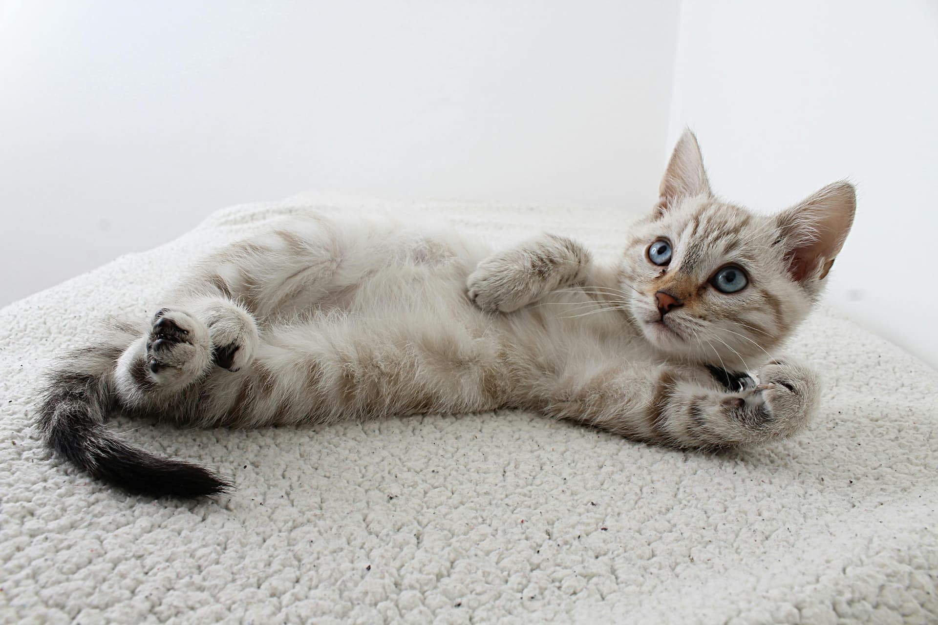 Stunning Maine Coon Kittens for Sale California – Reserve Yours Today