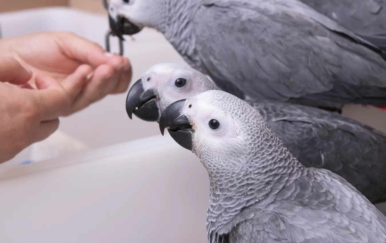 Parrots for Sale – Best Online Bird Store Amazing Birds Farm