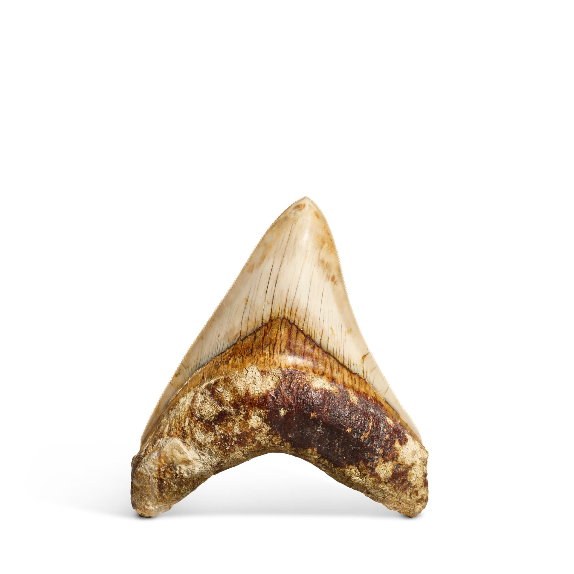 BEGINNER’S MEGALODON TOOTH BUYING GUIDE