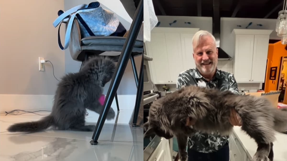 Adopt a Maine Coon Kitten in Northern California