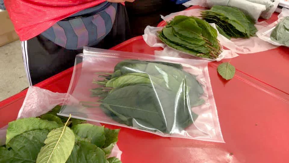 Discover the Flavor of Organic Kratom Drinks Thailand