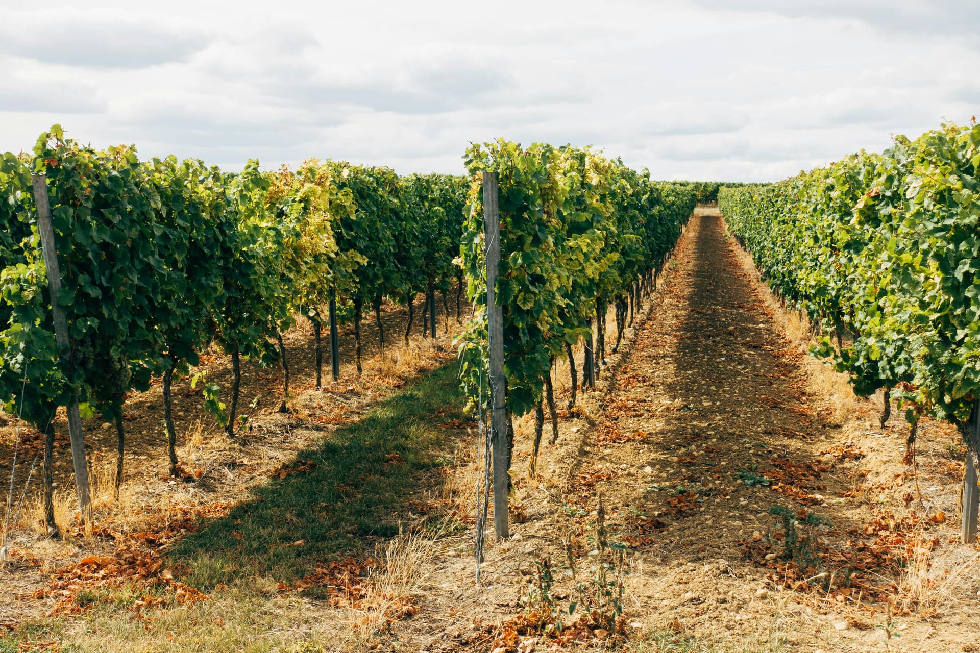 What Makes Silt Wine Company a Leading Winery Sacramento Experience