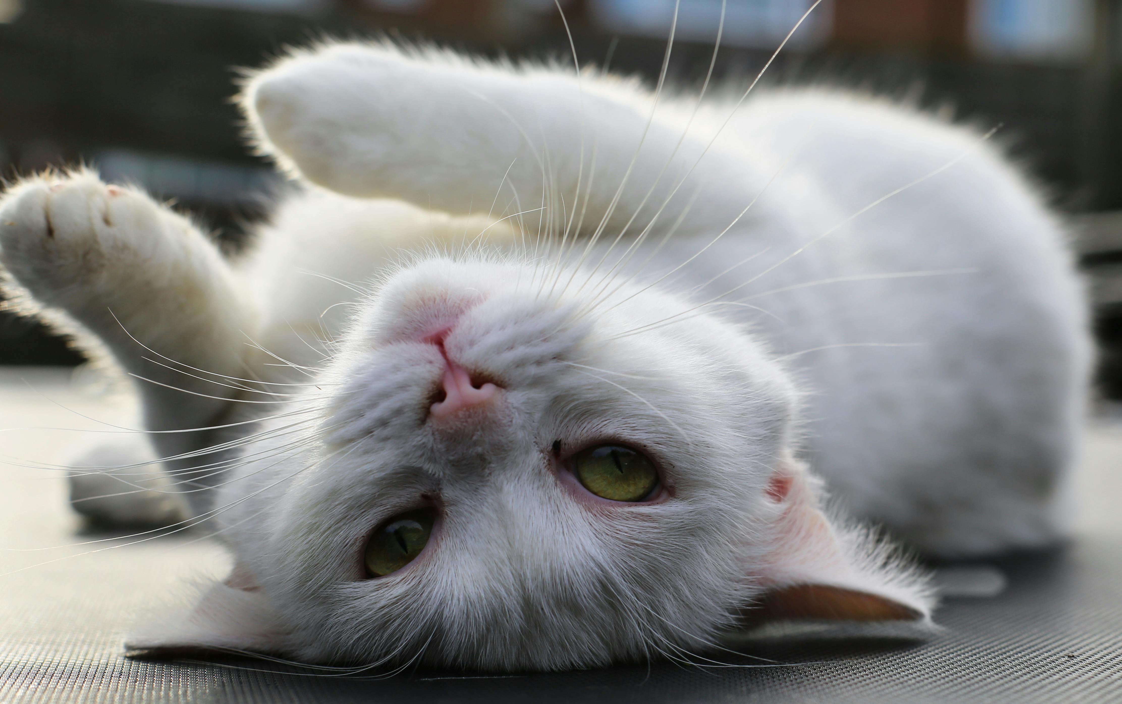 Maine Coon Kittens for Sale Sacramento – Healthy & Socialized Cats