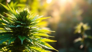 Découvrez la plante blato cbd dans un cadre naturel accueillant.