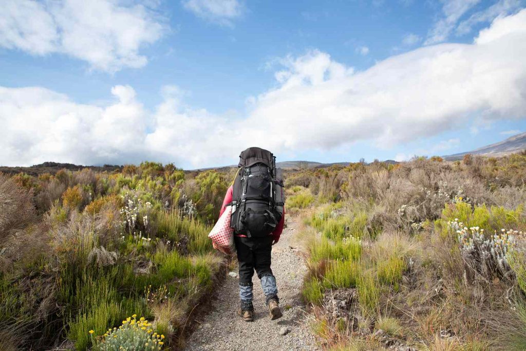TAL-heath-moorland-mount-kilimanjaro-tanzania-04-KILIMANJARO1023-c29bd12f91da4659b88ce867d54673d8