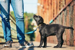 morning-walk-with-dog-black-labrador-retriever-young-man-is-training-his-puppy-walking-on-the-leash_t20_0AKxkw-b31317b825aa4bb3a5cae38cc994ba1b