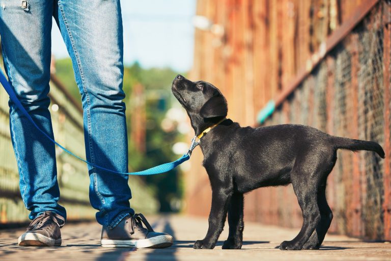 morning-walk-with-dog-black-labrador-retriever-young-man-is-training-his-puppy-walking-on-the-leash_t20_0AKxkw-b31317b825aa4bb3a5cae38cc994ba1b